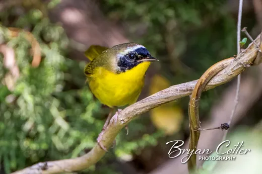 Common Yellowthroat