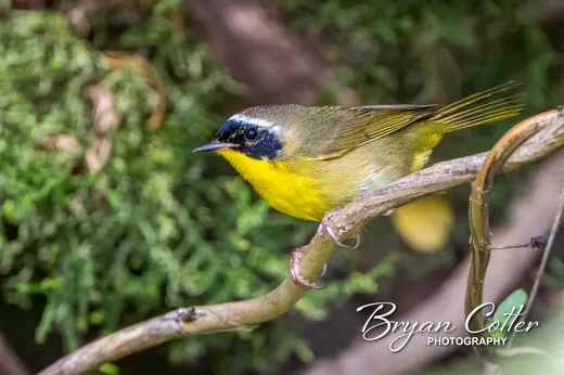 Common Yellowthroat
