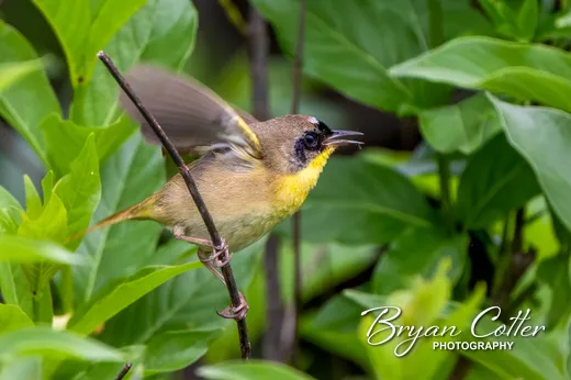 Common Yellowthroat