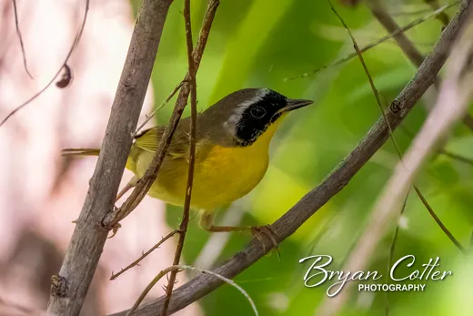 Common Yellowthroat
