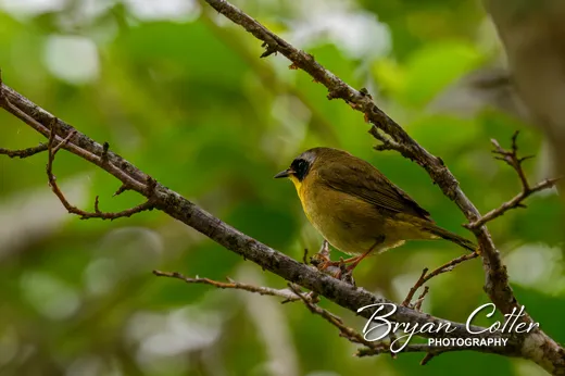 Common Yellowthroat