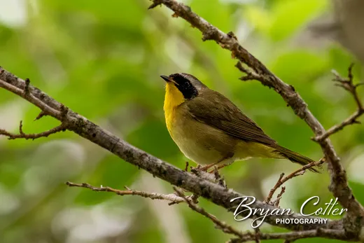 Common Yellowthroat