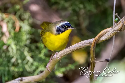 Common Yellowthroat