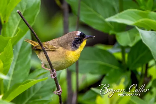 Common Yellowthroat photographed in the Austin Area region of Texas by Bryan Cotter