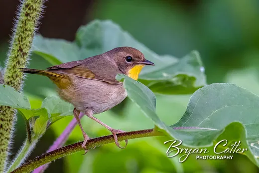 Common Yellowthroat