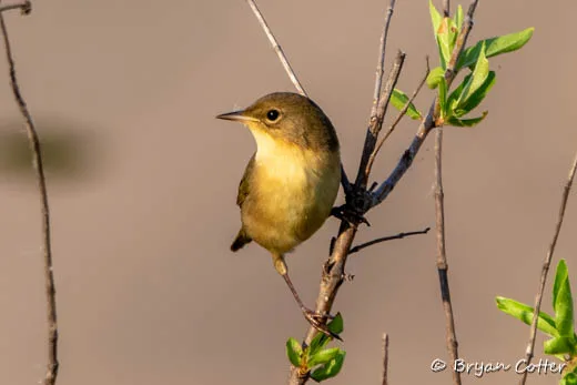 Common Yellowthroat