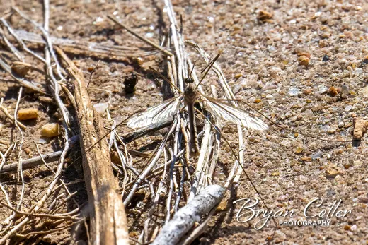 Crane Fly photographed in Texas by Bryan Cotter