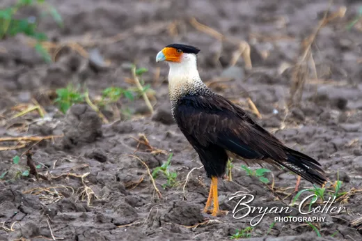 Crested Caracara