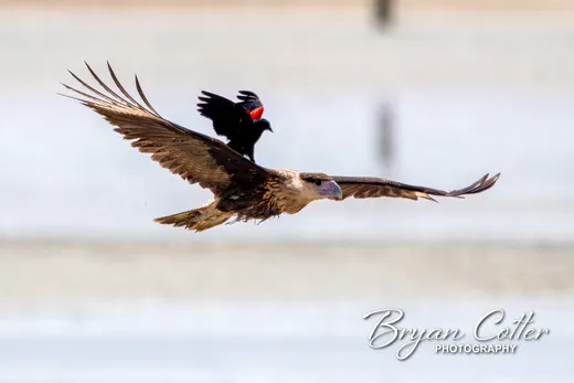 Crested Caracara