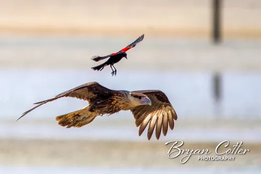 Crested Caracara