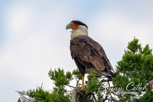 Crested Caracara photographed in Texas by Bryan Cotter