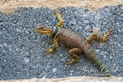 Crevice Spiny Lizard