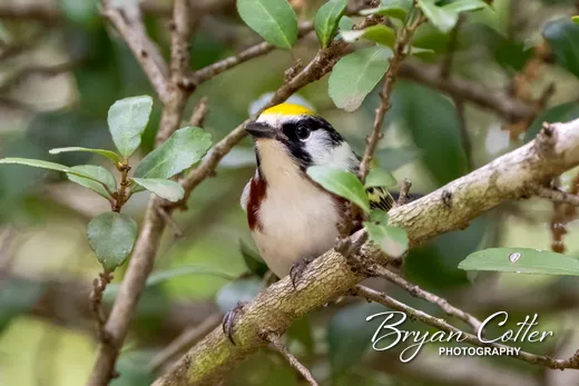 Chestnut-sided Warbler