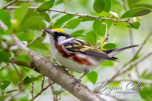 Chestnut-sided Warbler