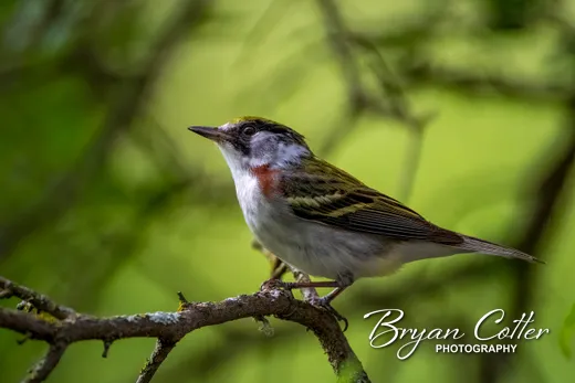 Chestnut-sided Warbler photographed in Texas by Bryan Cotter