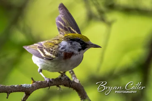 Chestnut-sided Warbler