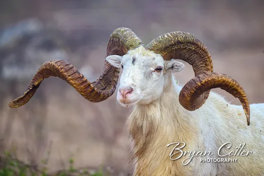 Texas Dall
