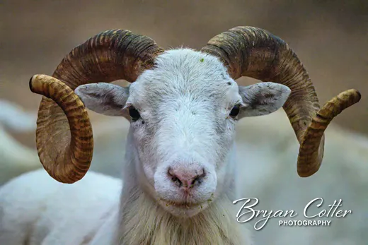 Texas Dall