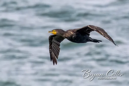 Double-crested Cormorant