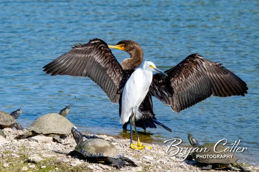 Double-crested Cormorant