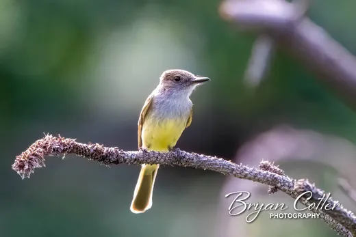 Dusky-capped Flycatcher