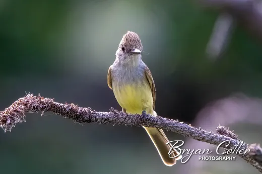 Dusky-capped Flycatcher