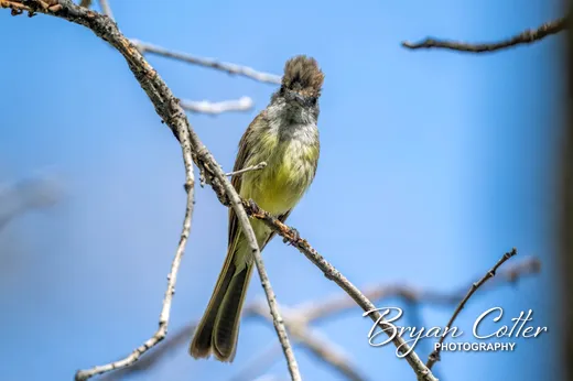 Dusky-capped Flycatcher