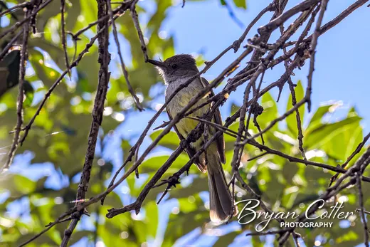 Dusky-capped Flycatcher