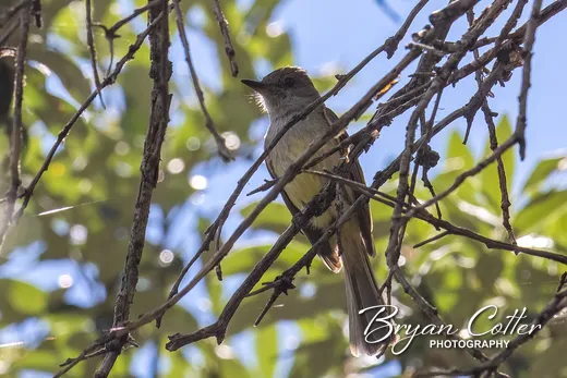 Dusky-capped Flycatcher