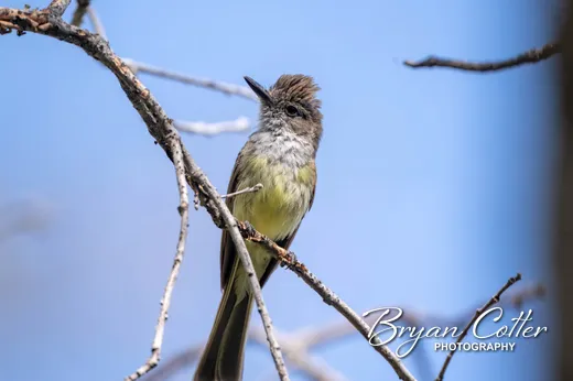 Dusky-capped Flycatcher