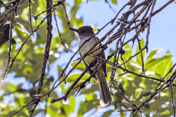 Dusky-capped Flycatcher photographed in Texas by Bryan Cotter