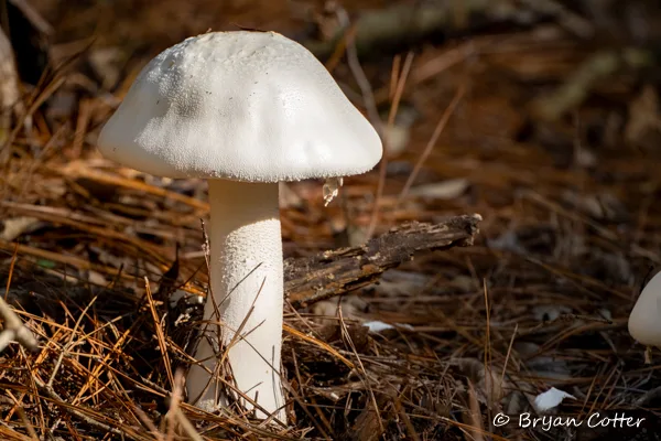 Destroying Angel Mushroom