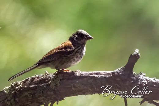 Dark-eyed Junco