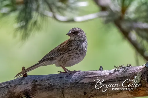 Dark-eyed Junco
