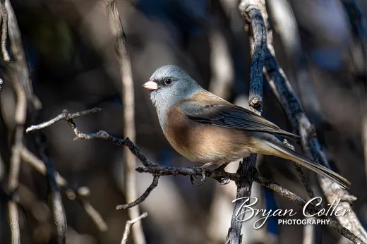 Dark-eyed Junco