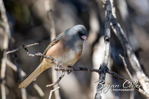 Dark-eyed Junco