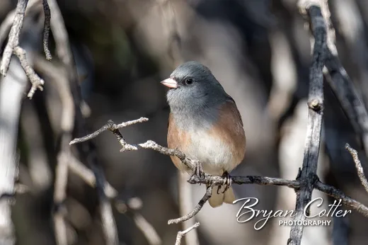 Dark-eyed Junco