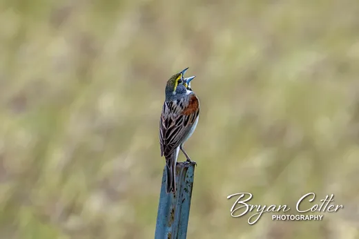 Dickcissel