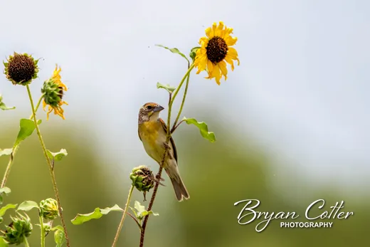 Dickcissel photographed in Texas by Bryan Cotter