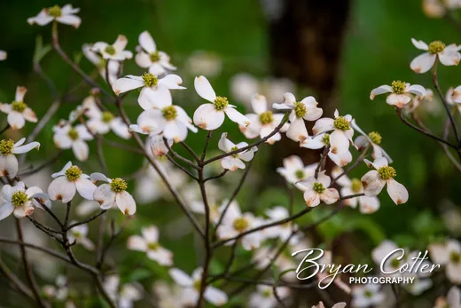 Dogwood