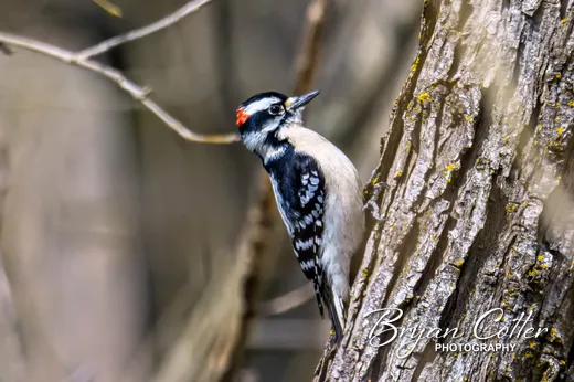 Downy Woodpecker
