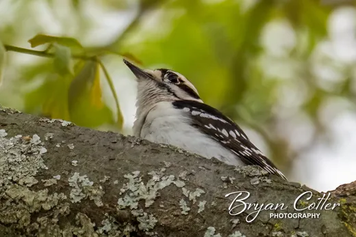 Downy Woodpecker