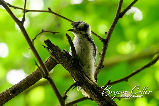 Downy Woodpecker
