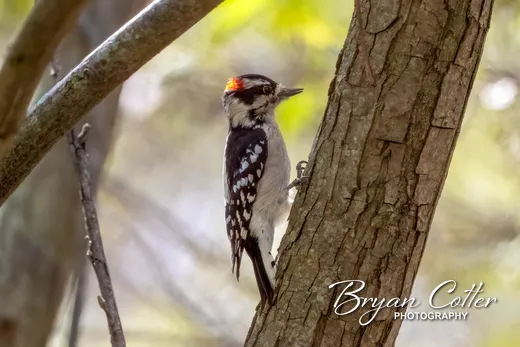 Downy Woodpecker