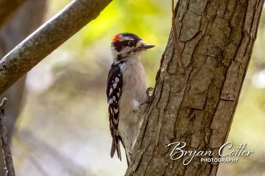 Downy Woodpecker