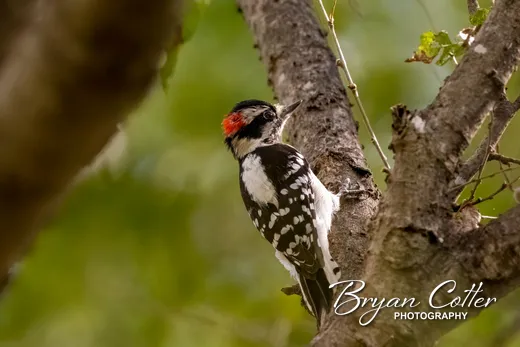 Downy Woodpecker