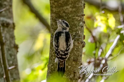 Downy Woodpecker