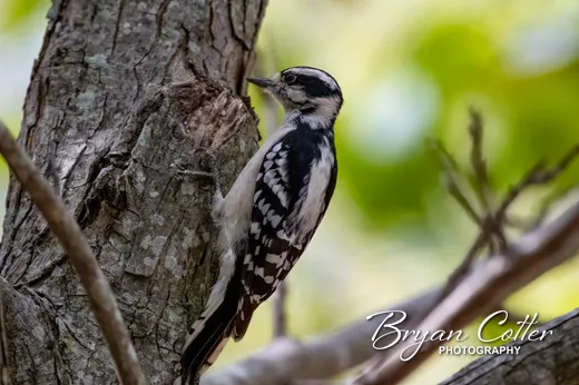 Downy Woodpecker