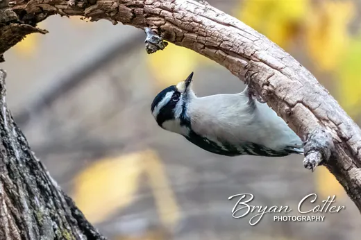 Downy Woodpecker