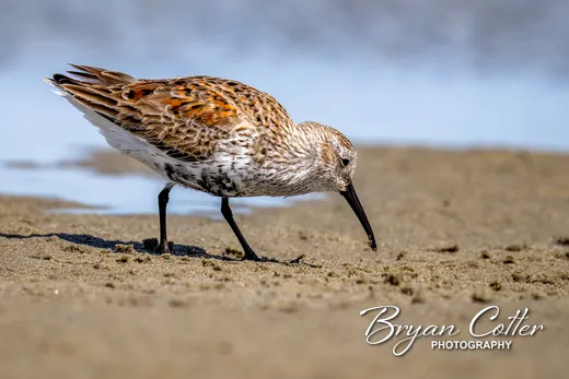 Dunlin
